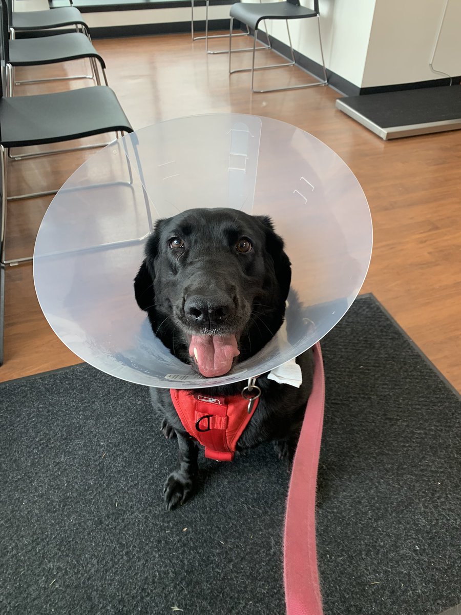 The Chow Lab tweet media