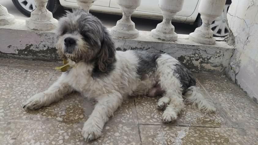 AlertaMePerdi's tweet photo. #ENCONTRADO #SANTAELENA
Fecha: 14/05/22
Sector: Centro, Salinas frente a Supermaxi.
Sexo: Macho.
Raza: Shitzu.
Obsv.: Blanco con gris, corte de la raza.
Contacto: 0967301071
¡Ayúdalo volver con su familia!
#AlertaMePerdí https://t.co/KlpCDLP3wn