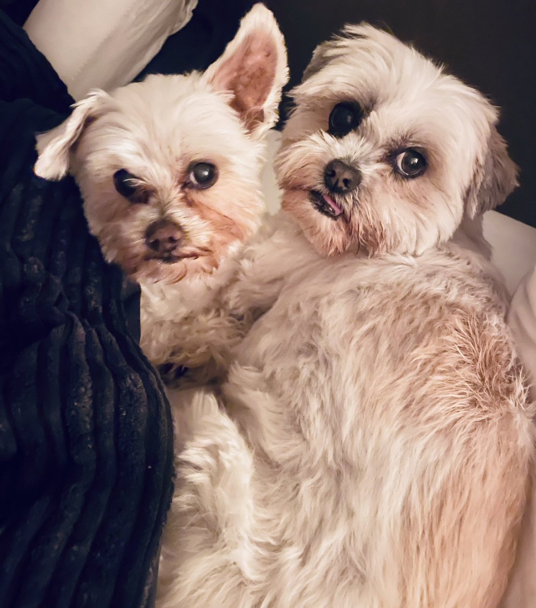 Mogen we nu eindelijk slapen? Ja dat mogen jullie❤️ #mijnliefdes #kangeeneuroviesongfestivaltegenop #trusten