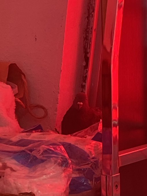 Twitterのコスプレ画像2