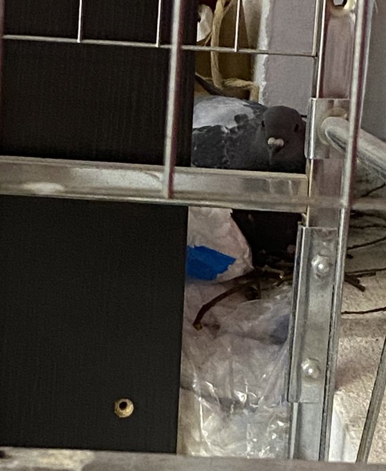 Twitterのコスプレ画像3