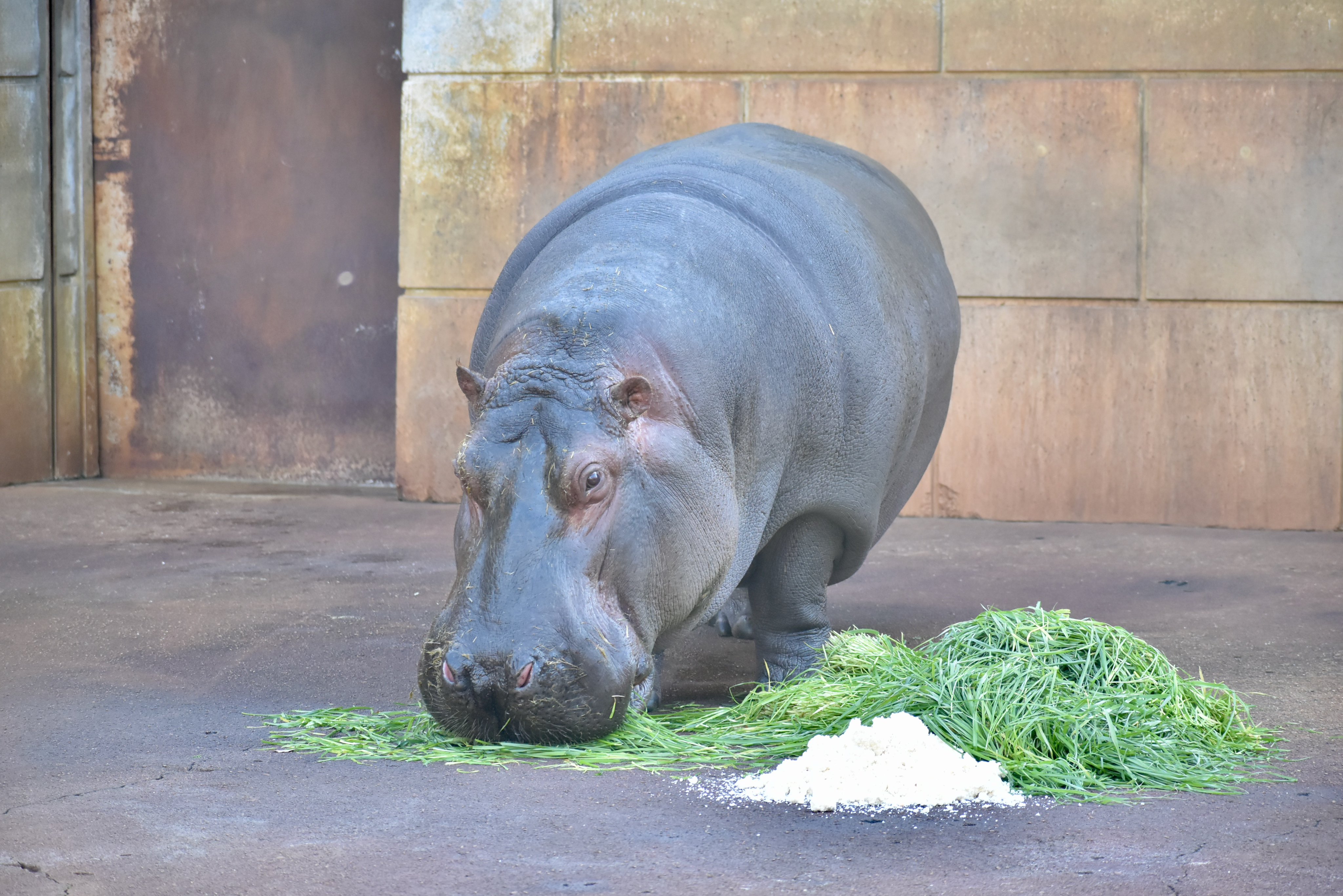 名古屋市東山動植物園 on X: 