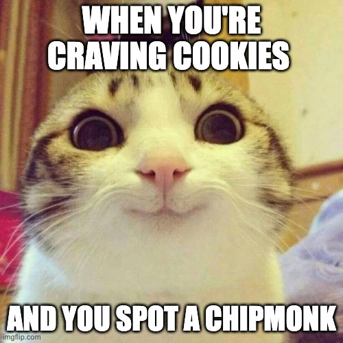 ChipMonkBaking's tweet photo. Feelin hungry? Catch a ChipMonk 🍪
https://t.co/d6Qz7vorBW
#keto #ketodesserts #ChipMonkBaking #ketocookies #sugarfree #diabeticfriendly #glutenfree #memes https://t.co/2nEF76PGRk