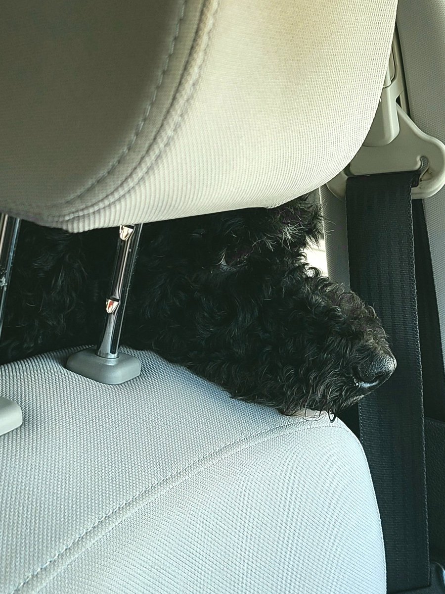 Reiki_Susan's tweet photo. @ChrisBohjalian I really miss my buddy when I'm traveling, too. https://t.co/4htPbgXE6f