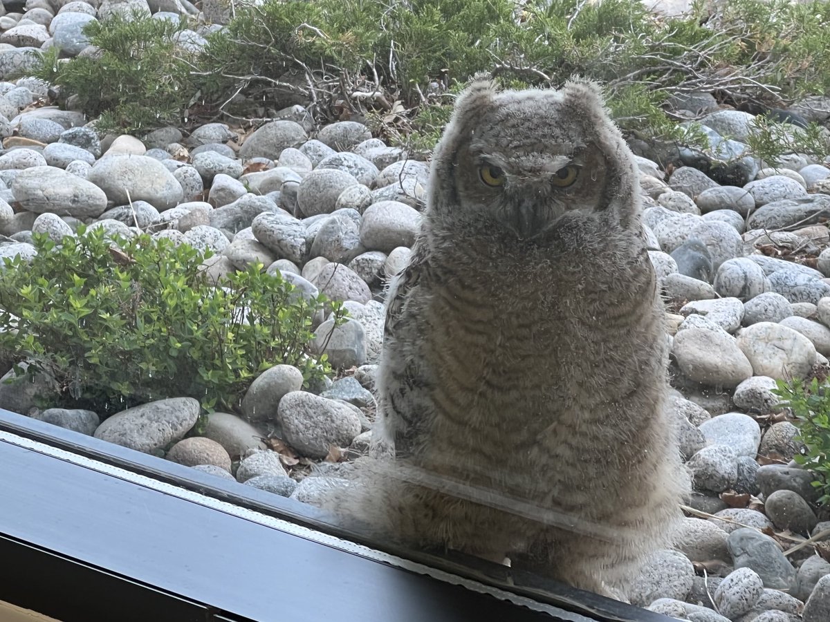 At the doctor’s office and this guy showed up. “Excuse me, miss. I’m not feeling well. Will you let me in, please.” #owl