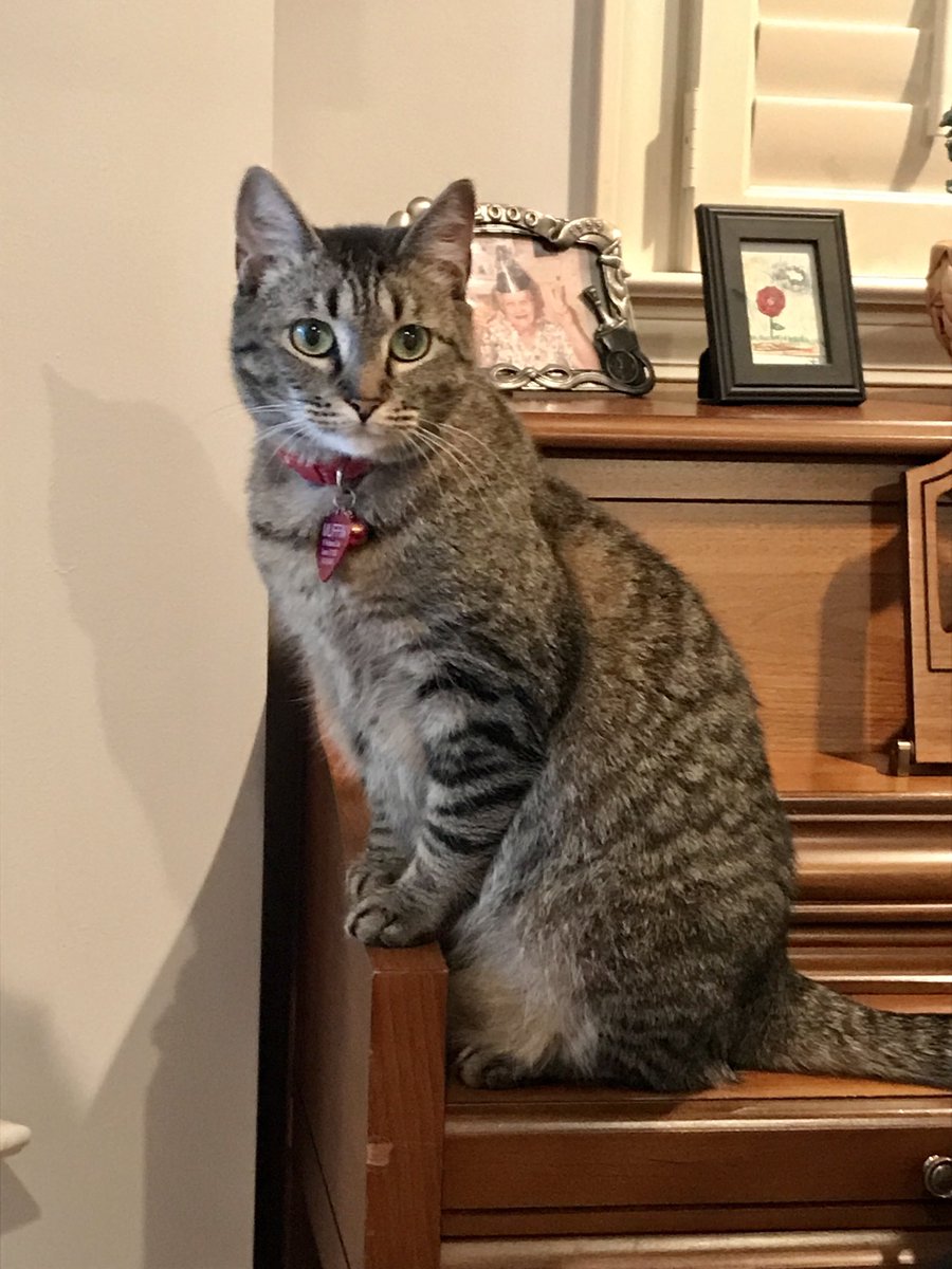 LittleUrbanMama's tweet photo. Sitting pretty. #WhenTheStrayAdoptsYou #Caturday ⁦@kentavo⁩ ⁦@LilUrbanNest⁩ https://t.co/XuubYnz6E2