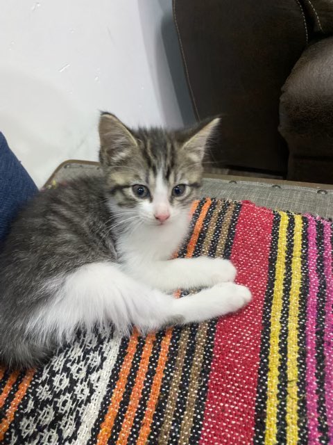 Officially a cat family 😮‍💨 everyone meet “Rocco” my new furry son ♥️