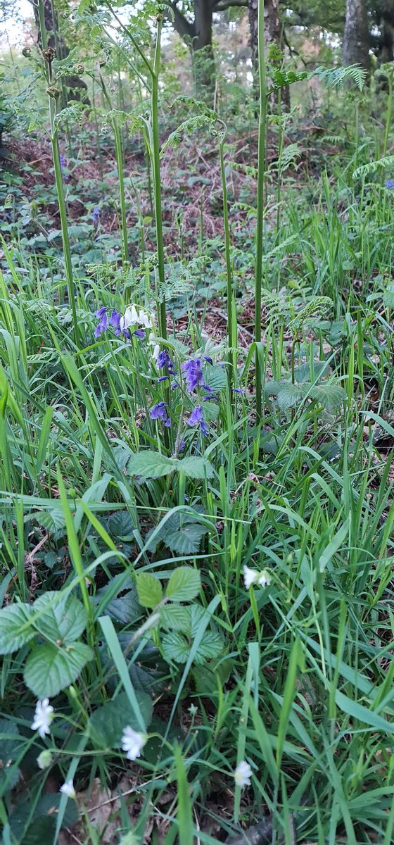 When you're in the rough at <a href="/WoburnGC/">Woburn Golf Club</a> there's still time to smell the flowers ... featuring the rare white bluebells .. nationaltrust.org.uk/features/the-r…