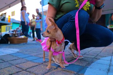 Peluditos de gala! El Alcalde Henry Flores, ejecutÃ³ la Expo Pet, dÃ³nde  muchas familias tecleÃ±as disfrutaron junto a sus mascotas - El Brayan