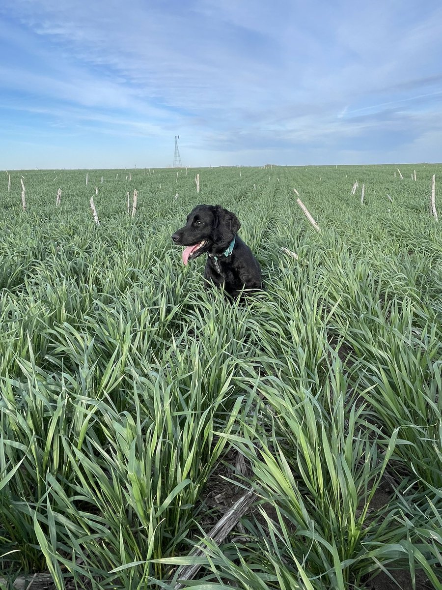 ChetEdinger's tweet photo. My hunting partner is pretty impressed with how good the #wheat looks in Aurora, Co SD. #profitGrass. https://t.co/9OwWh4RCRj