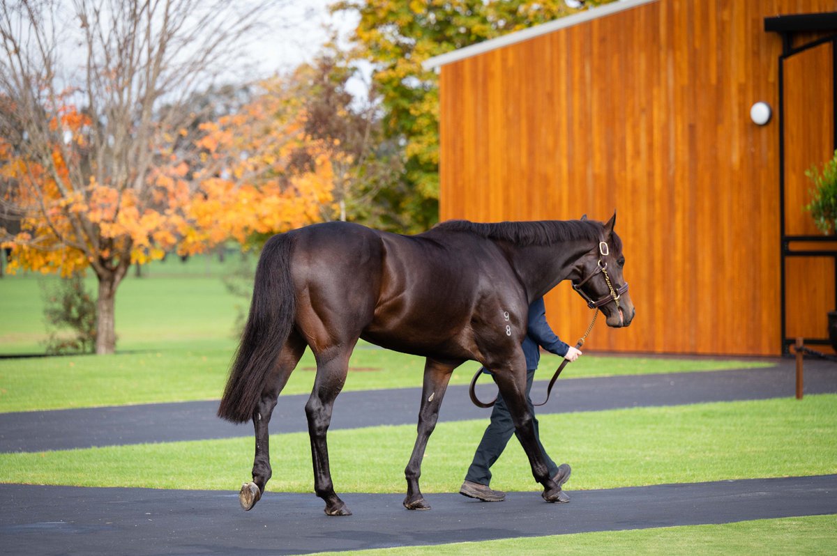 kiaorastud's tweet photo. We thoroughly enjoyed showcasing our stallions Farnan, Captivant and Prague this weekend.

Thank you to everyone who attended our parades. It was such a pleasure to see everyone, and if you missed out, please get in touch with Shane Wright, Belle Howard or Michael Kirwan. https://t.co/GS5ZTarFgl