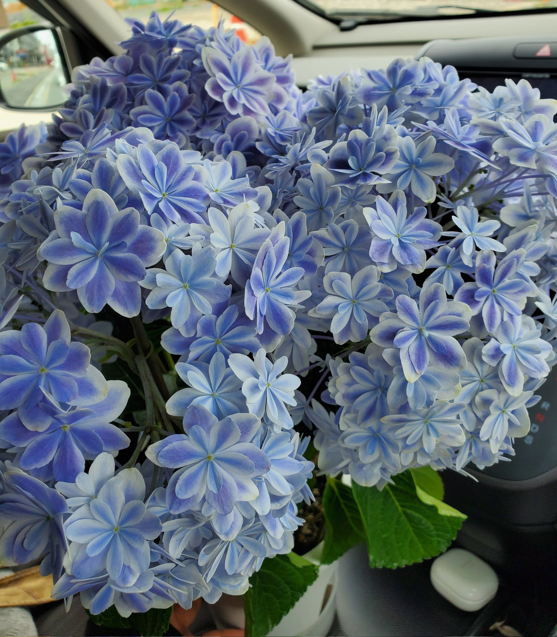 万華鏡紫陽花 Twitter Search Twitter