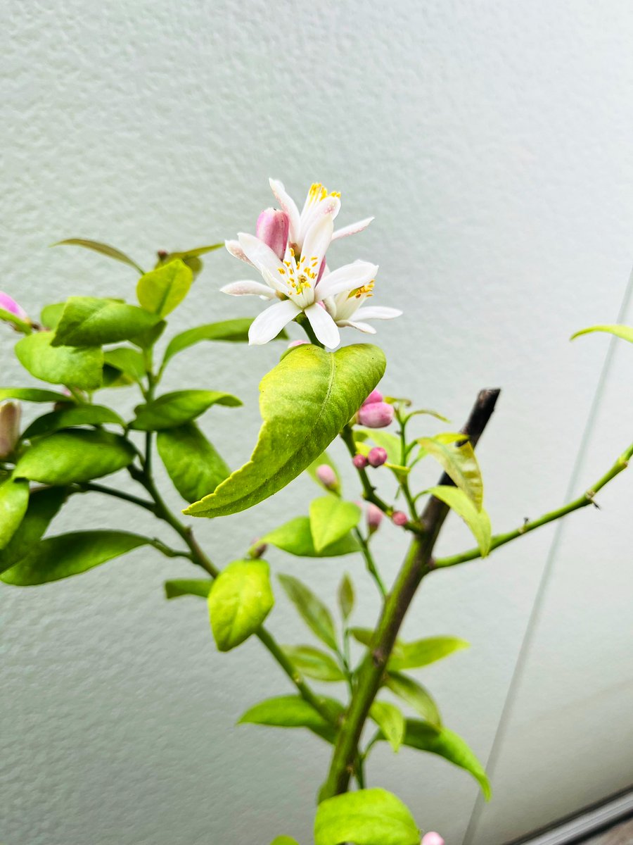 startfromzero23's tweet image. ベランダのレモンの木🍋

お花が咲きました🌸

初めてレモンのお花を見たのですが、
薄いピンク色がとても綺麗で、
かわいいお花ですね☺️