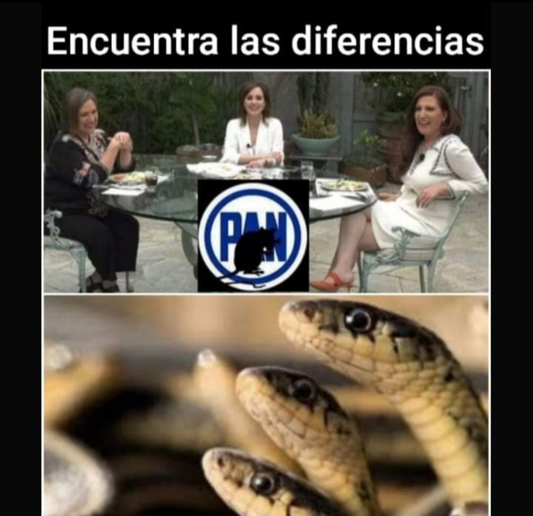 catrina_nortena's tweet photo. Las de arriba son más violentas, venenosas, arrastradas y traidoras...🤭😂😂 https://t.co/6j93wPr61t