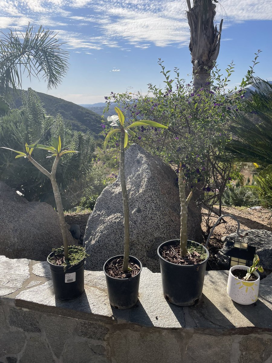 juliet__evans's tweet photo. Saturday plant update: the peppers are starting to peep!! All the plumerias are growing leafs now:) #plants https://t.co/xzsTCDb9Oz
