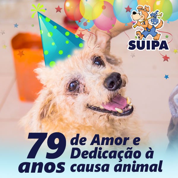 Robertofelix33's tweet photo. @babydoge @AnimalLeague Vocês estariam dispostos a contribuir com a SUIPA uma ONG de animais abandonados aqui do Brasil/ Rio de Janeiro. Estão necessitando de muita ajuda. Qualquer ajuda que você doar fará muita diferença. 
Segue o link da ONG. https://t.co/isMhDX7LEj