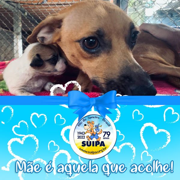 Robertofelix33's tweet photo. @babydoge @AnimalLeague Vocês estariam dispostos a contribuir com a SUIPA uma ONG de animais abandonados aqui do Brasil/ Rio de Janeiro. Estão necessitando de muita ajuda. Qualquer ajuda que você doar fará muita diferença. 
Segue o link da ONG. https://t.co/isMhDX7LEj