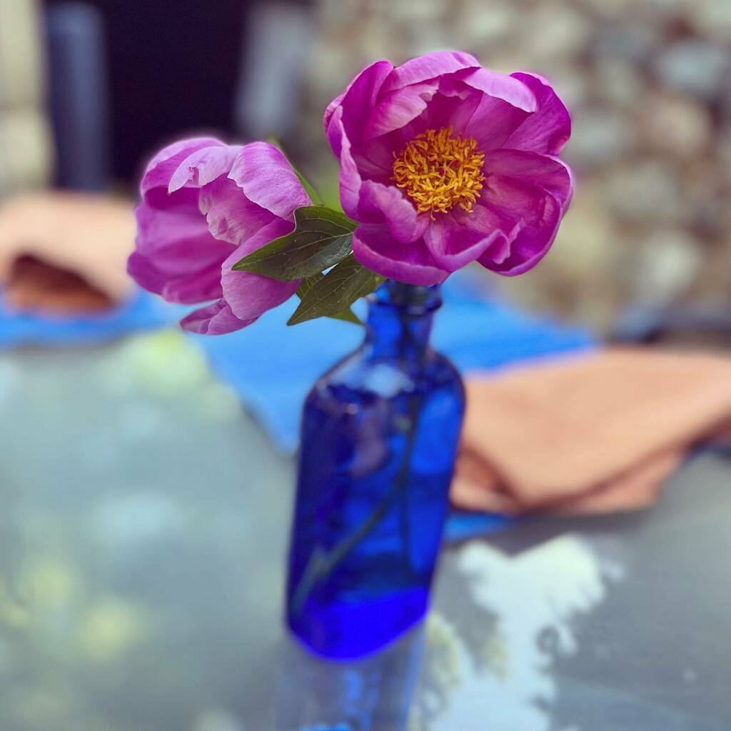 Today’s hard. I’m missing a very important special thing I was really looking forward to because of very good reasons. But because we’re missing out on that, I’m at home to enjoy this, this first amazing warm spring day. Also, who knew we had Peonies? instagr.am/p/CdjzXswJaLa/