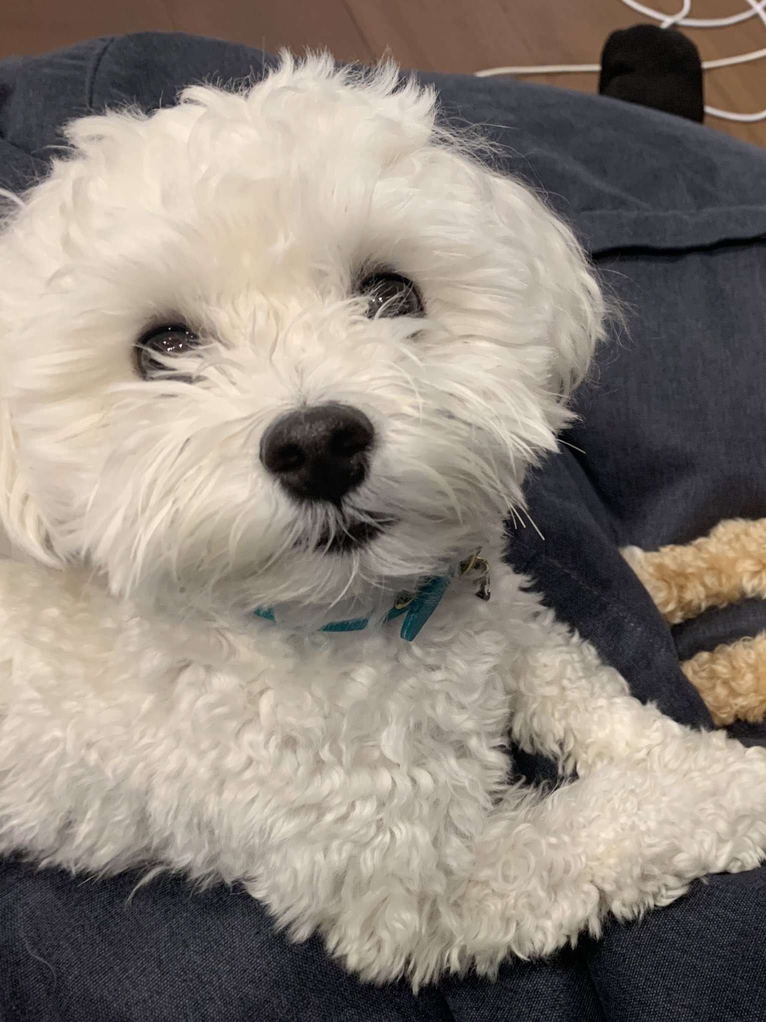 マルプー ラテミル おはよう マルプー 子犬 マルチーズ トイプードル ミックス犬 Mix犬 T Co Weiy7fdbh2 Twitter