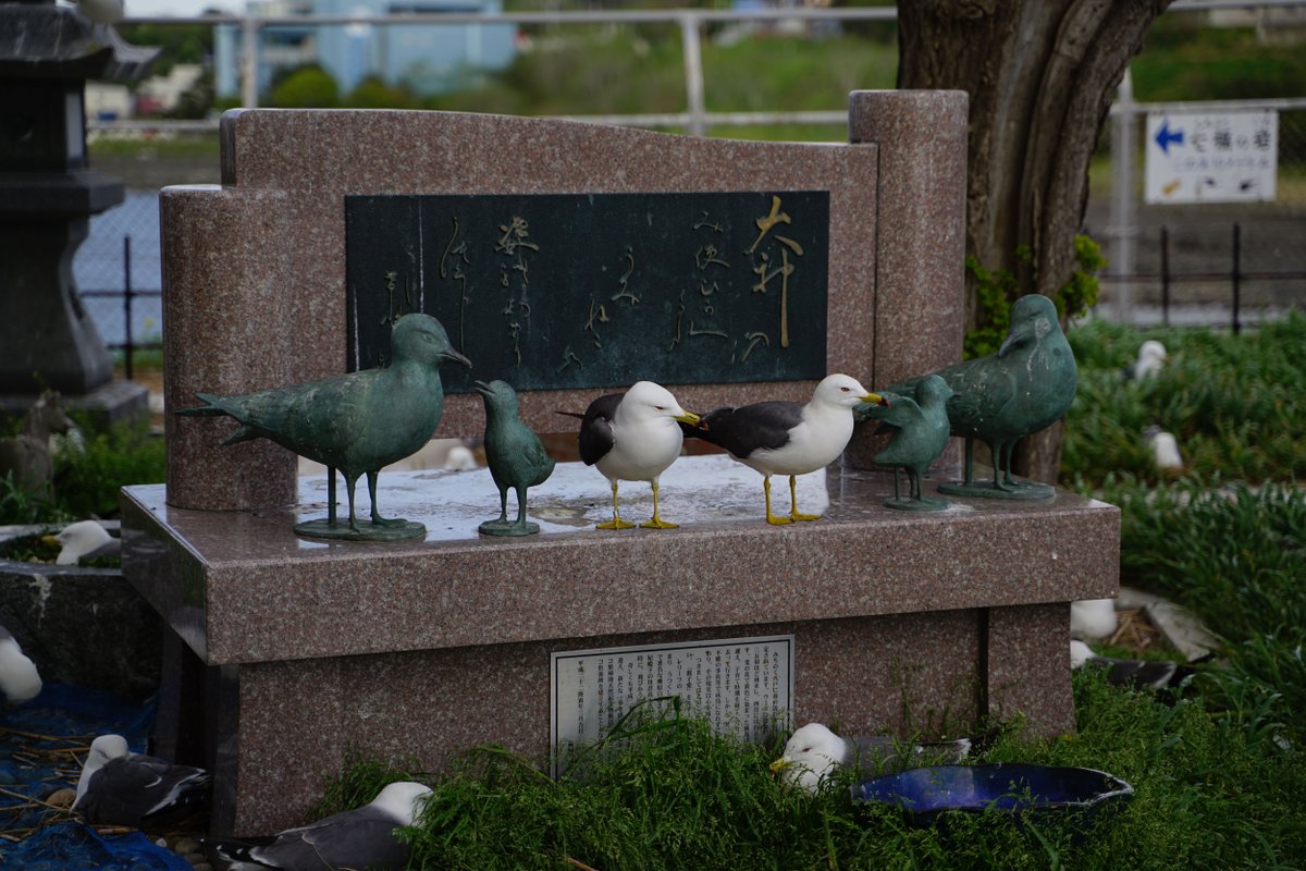 Origami1208's tweet photo. 青森行ってきた

#青森 #蕪島 https://t.co/pHexHRaWBy