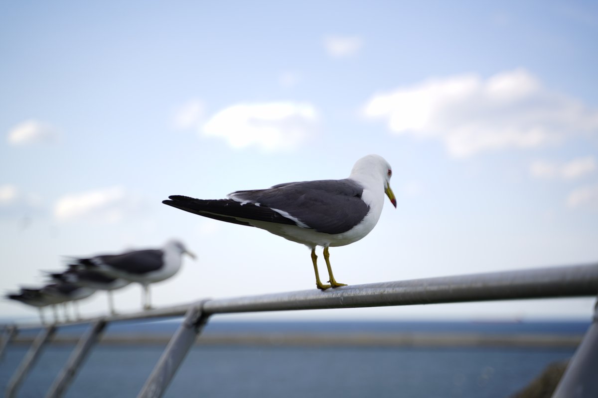 Origami1208's tweet photo. 青森行ってきた

#青森 #蕪島 https://t.co/pHexHRaWBy