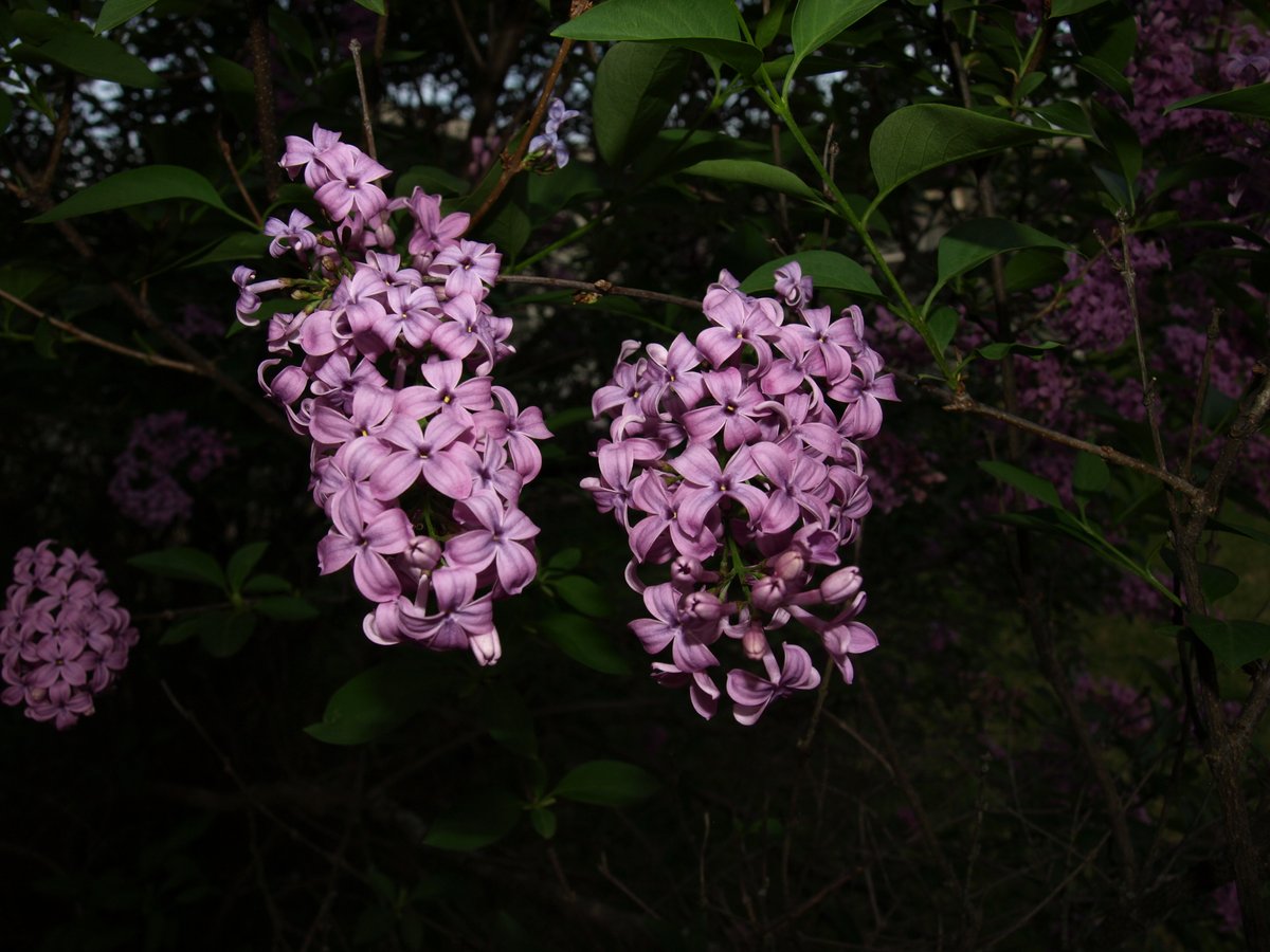 PhotoQ3000's tweet photo. Redbud blooms in Michigan. I have about three days in optimal weather to catch these.Olympus SLR using built in flash at the end of the day https://t.co/QLQheXun1s