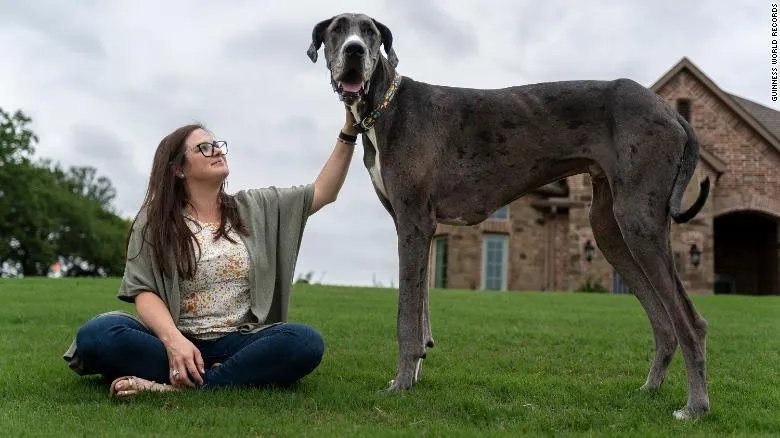 Voici Zeus 2 10 M Le Plus Grand Chien Vivant Du Monde Pleine Vie
