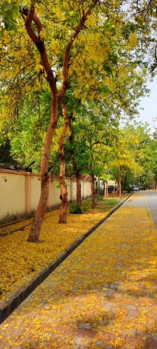 <a href="/amaltas14/">@amaltas</a> #Amaltas