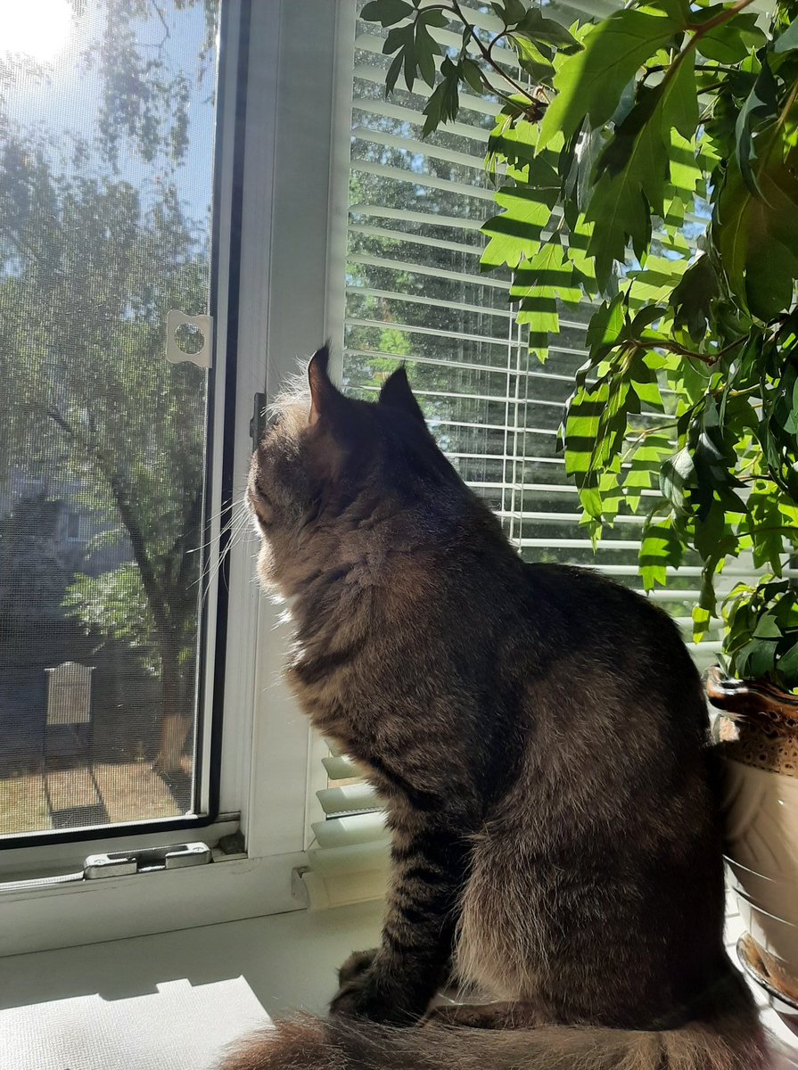 _AnnaRise_'s tweet photo. GM 🤗😺☀️ 
#art #cats #pets #cat #goodmorning https://t.co/iVJIy2fnf7