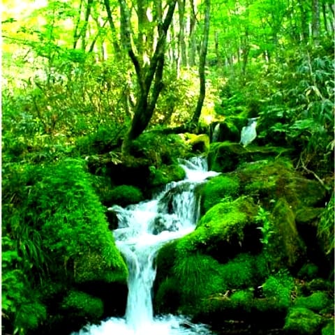 疲れた時は💦 緑を見ましょう🌲 😌🐉💕💜🌈