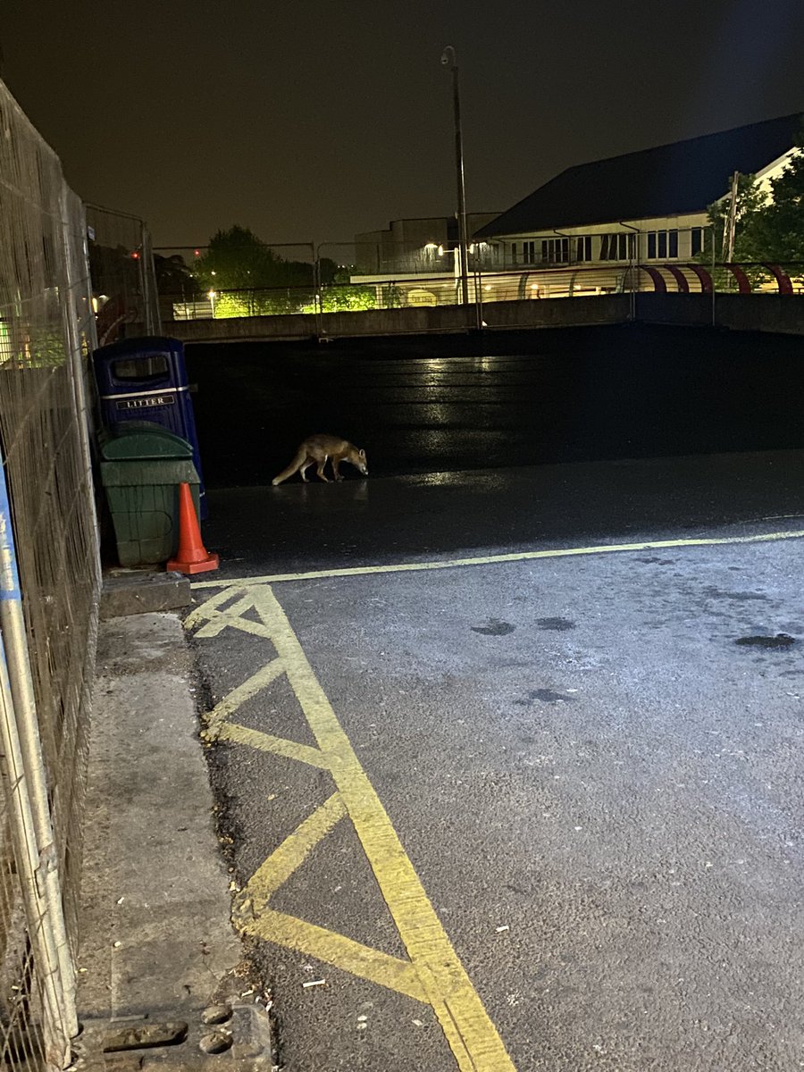 We were blessed by nature twice last night - by a trio of ducks at <a href="/UHD_NHS/">University Hospitals Dorset NHS Foundation Trust</a> and by the mischievous Mr Fox at <a href="/UHSFT/">University Hospital Southampton 💙</a>! <a href="/SCAS999/">South Central Ambulance Service</a> #Ambulance #Nature