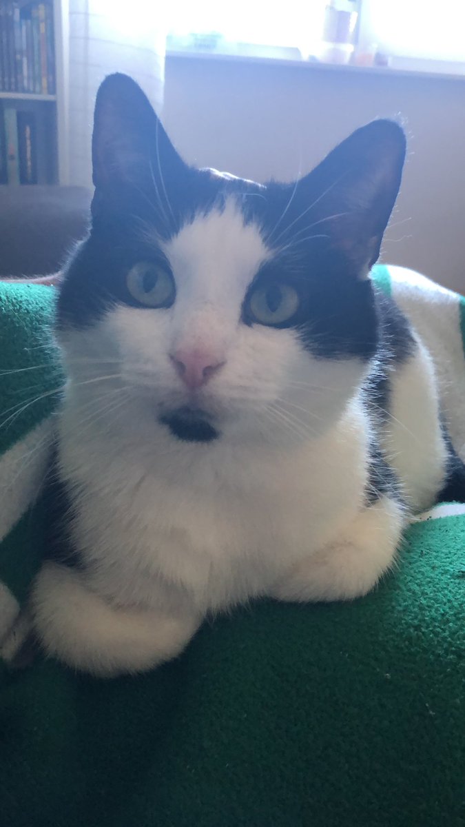 Catgoneinsane's tweet photo. Sheldon sagt, Werder gewinnt 2:0 💚💚💚 @werderbremen #SVWSSV #lemslang #Werder https://t.co/CxIkMTWemv