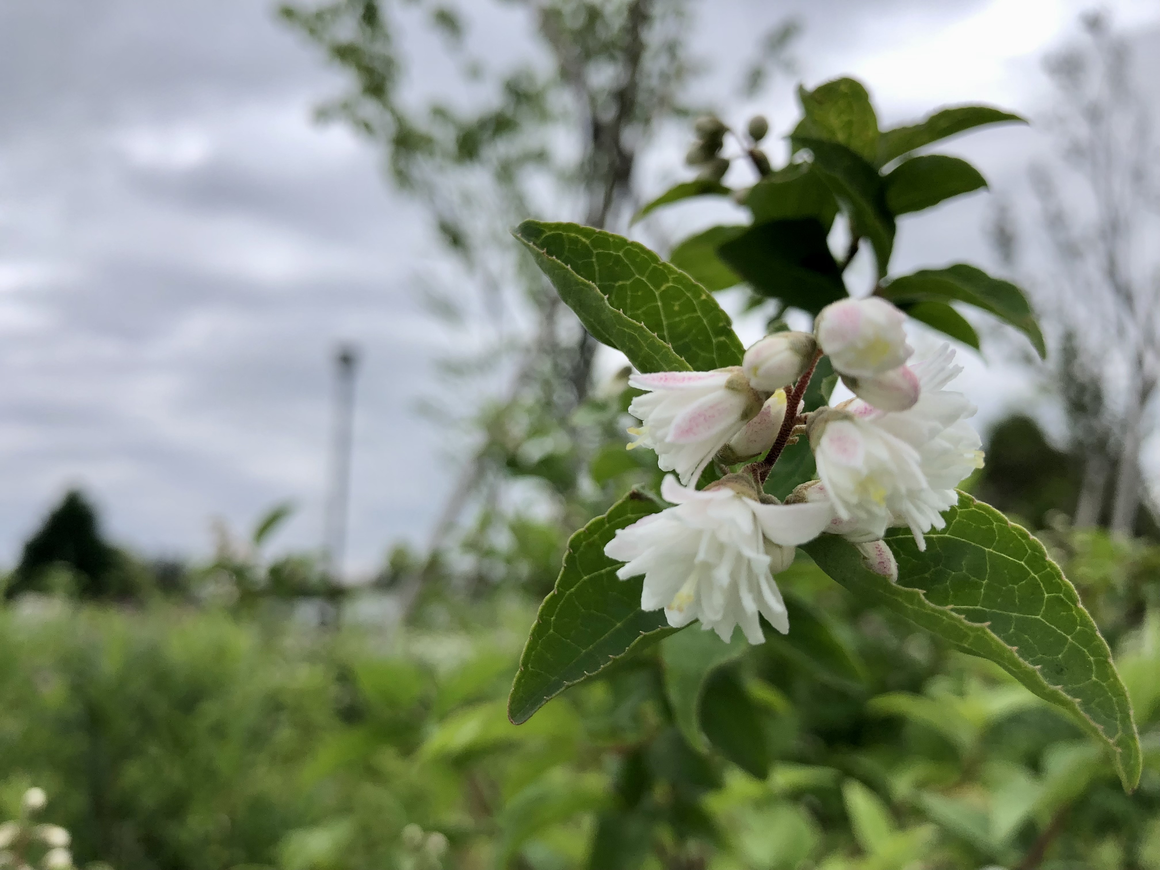 高井戸公園 園内の一角にあるサラサウツギ 更紗空木 がひっそりと古風な花姿をみせています この花 は ご覧のように八重咲の薄いピンク色で 花言葉にあるように品のある落ち着いた佇まいを感じさせます 是非 お散歩中に探してみてください