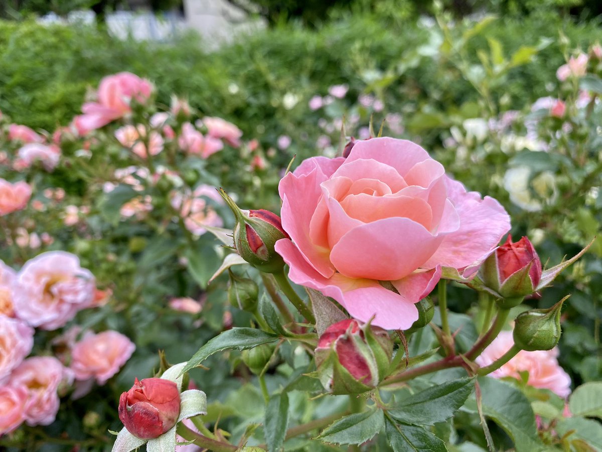 mieqoo0921's tweet photo. バラが見頃です🌹
気分が上がる香りが漂ってる♡ https://t.co/4icrG89dYn