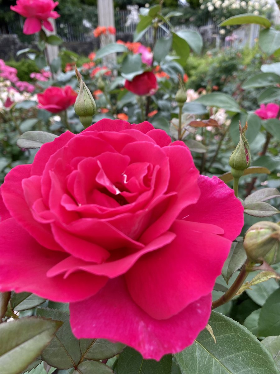 mieqoo0921's tweet photo. バラが見頃です🌹
気分が上がる香りが漂ってる♡ https://t.co/4icrG89dYn