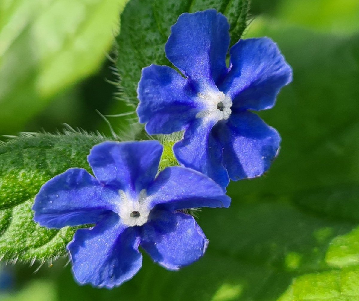 IsaVerbist's tweet photo. ๐Green alkanet in the garden๐
#greenalkanet #alkanet #ThePhotoHour #naturelovers #TwitterNatureCommunity #savethebees #pollinators @NearbyWild #NaturePhotography @wildflower_hour @LGSpace #naturelovers #wildflowers #bees @wildflowerhrNL #wildflowerhour #wildflower https://t.co/n38KgvjRqP