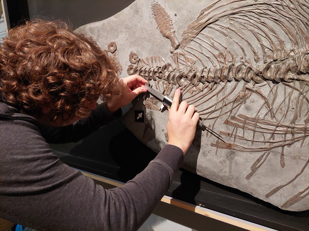 Bristol Museum & Art Gallery (@bristolmuseum) on Twitter photo Learn about baby ichthyosaur (marine reptiles during the time of the dinosaurs) with palaeontologist <a href="/Feikosaur/">Feiko Miedema</a>
FREE online talk Thurs 19 May. Book here: ow.ly/mjht50J89Yz Learn about baby ichthyosaur (marine reptiles during the time of the dinosaurs) with palaeontologist <a href="/Feikosaur/">Feiko Miedema</a>
FREE online talk Thurs 19 May. Book here: ow.ly/mjht50J89Yz