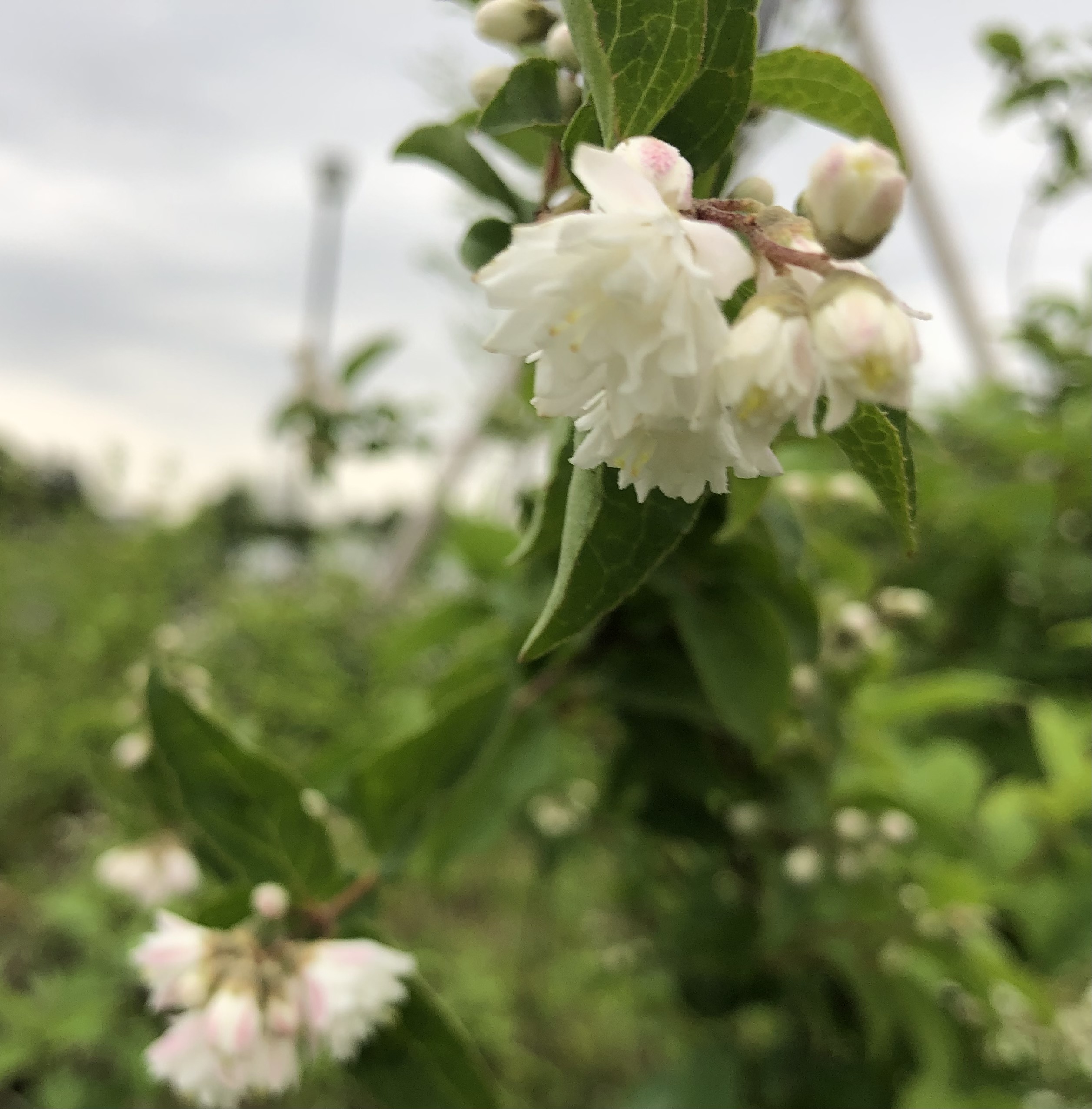 高井戸公園 園内の一角にあるサラサウツギ 更紗空木 がひっそりと古風な花姿をみせています この花 は ご覧のように八重咲の薄いピンク色で 花言葉にあるように品のある落ち着いた佇まいを感じさせます 是非 お散歩中に探してみてください
