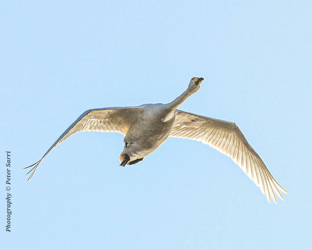petersarri's tweet photo. Was very surprised when this big bird came on towards me. Had almost no time to get the camera in position. Came out pretty good 📸😁👍👌
#jåhkåmåhkke #sápmi #jokkmokk #onmywalktoday #swan #flyingswan https://t.co/5ku82xPmPG https://t.co/KdkkW4aeck