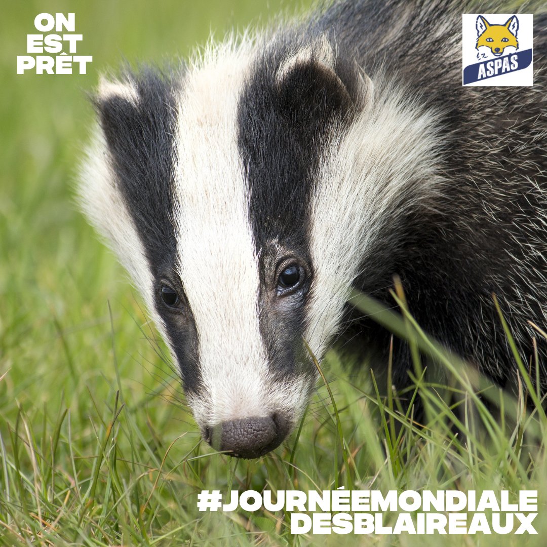 onestpret's tweet photo. Aujourd'hui, c'est la journée mondiale des blaireaux avec @ASPASnature 🦡

On n'oublie pas d'aller signer la pétition pour que le Sénat interdise le déterrage des blaireaux 👉 https://t.co/J5hnJvUKdO 

#StopDeterrage #blaireaux https://t.co/Zcu5OXo8QH