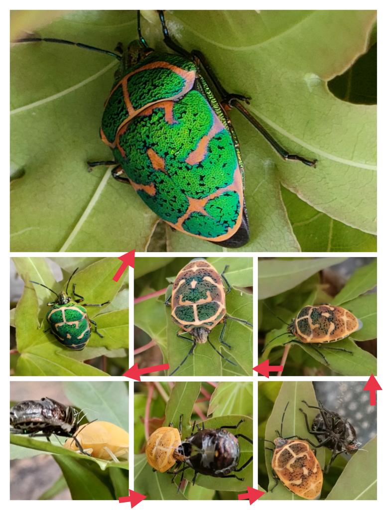 Hiroko 脱皮からの色の変化 なかなか時間がかかりました アカスジキンカメムシ T Co Uvejoua8ea Twitter