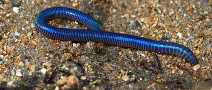 Twitter এ シラナミイロリ サブ垢 ミミズって飼える ট ইট র