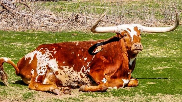 VisitTyler's tweet photo. There’s no place better than Texas to roam. Download the Visit Tyler app (powered by @eguidemagazine) and start planning your East Texas adventure today. #tylertx #visittyler #rosecitystrong
📸: @kaughtinmotion at Caldwell Zoo https://t.co/Fa9xDXG64Q