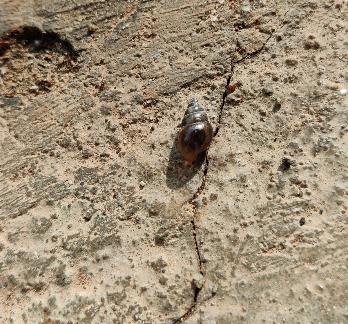 scharada_d's tweet photo. They carry their houses on their backs, and leave a silver trail. It's the first time I have seen #Snails as tiny as these. #BangaloreRains #GardenCreatures https://t.co/etmmPdRXPf