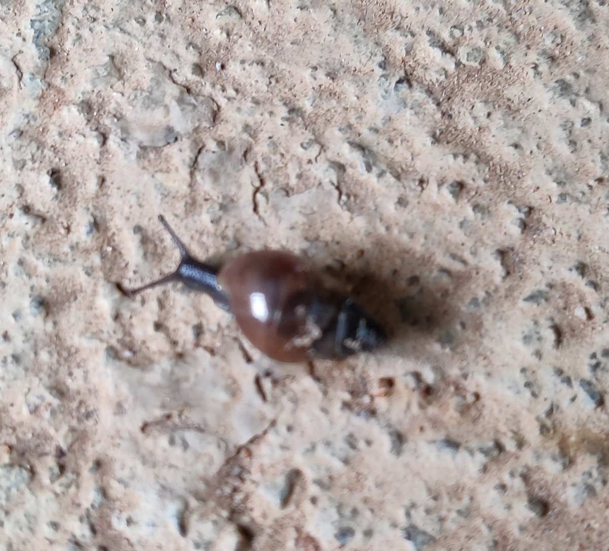 scharada_d's tweet photo. They carry their houses on their backs, and leave a silver trail. It's the first time I have seen #Snails as tiny as these. #BangaloreRains #GardenCreatures https://t.co/etmmPdRXPf