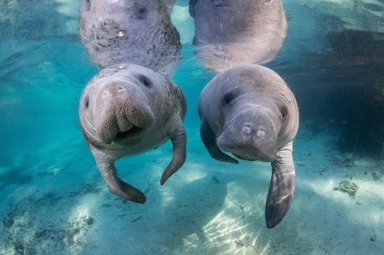 daily manatees 🇵🇸🍉 (@manateepost) on Twitter photo 