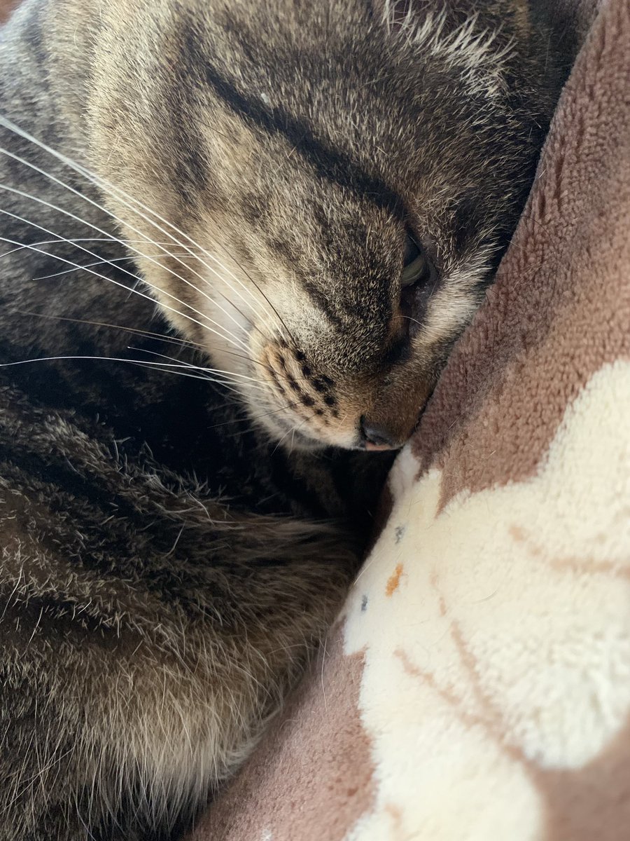 OKOTO920's tweet photo. よく見たら起きてた😸

#猫のいる暮らし https://t.co/0GjFyXspM1