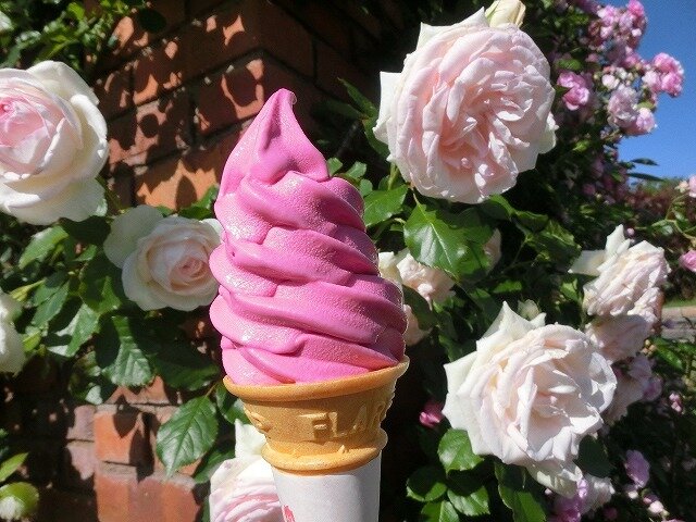 バラ香るバラソフト好評販売中！ 6/1より「Play Cafe」でも販売開始し