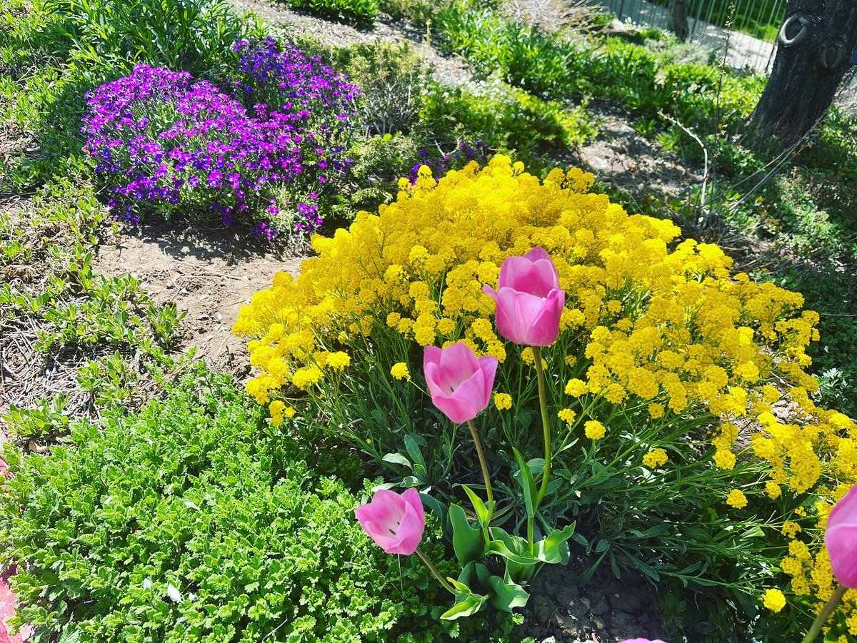 ToddKunzTV's tweet photo. A blooming, beautiful day!
#blossoms #treesblooming #flowersblooming #trees #flowers #spring #springtime #springisblooming #springblossoms https://t.co/ehuDQD2Q7N