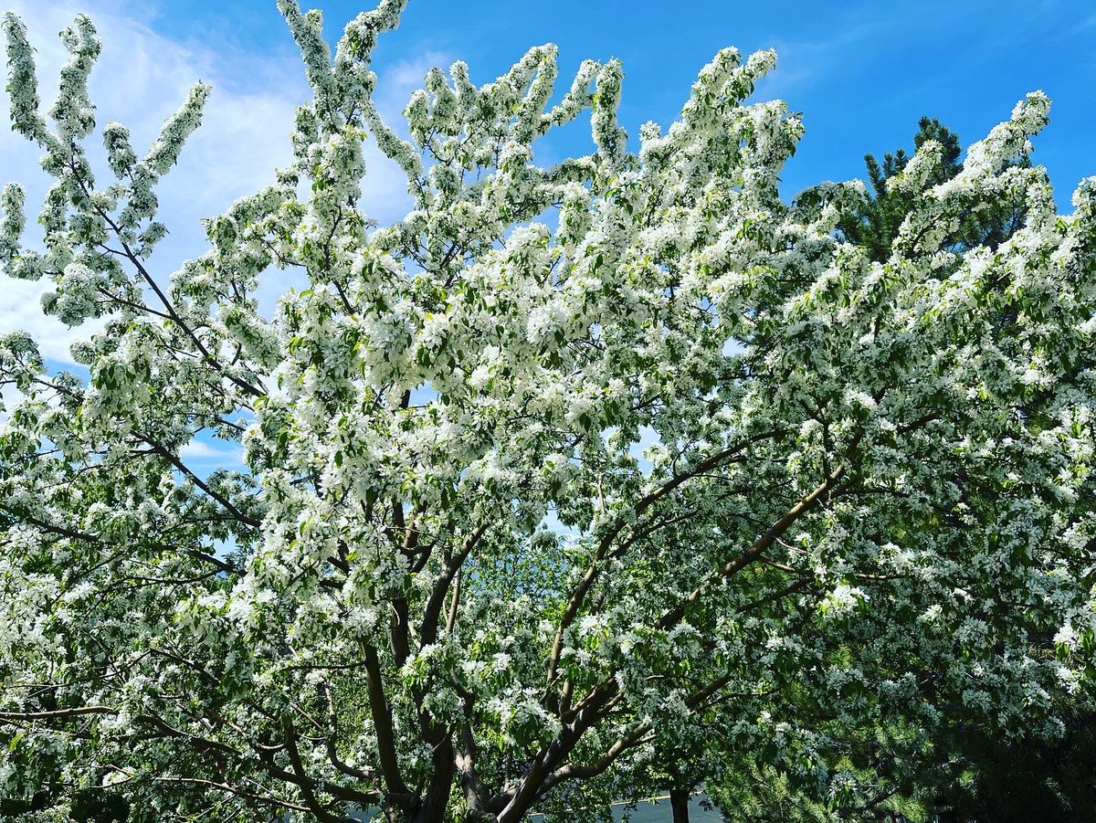 ToddKunzTV's tweet photo. A blooming, beautiful day!
#blossoms #treesblooming #flowersblooming #trees #flowers #spring #springtime #springisblooming #springblossoms https://t.co/ehuDQD2Q7N